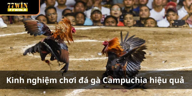 Kinh nghiệm chơi đá gà Campuchia hiệu quả cho tân thủ